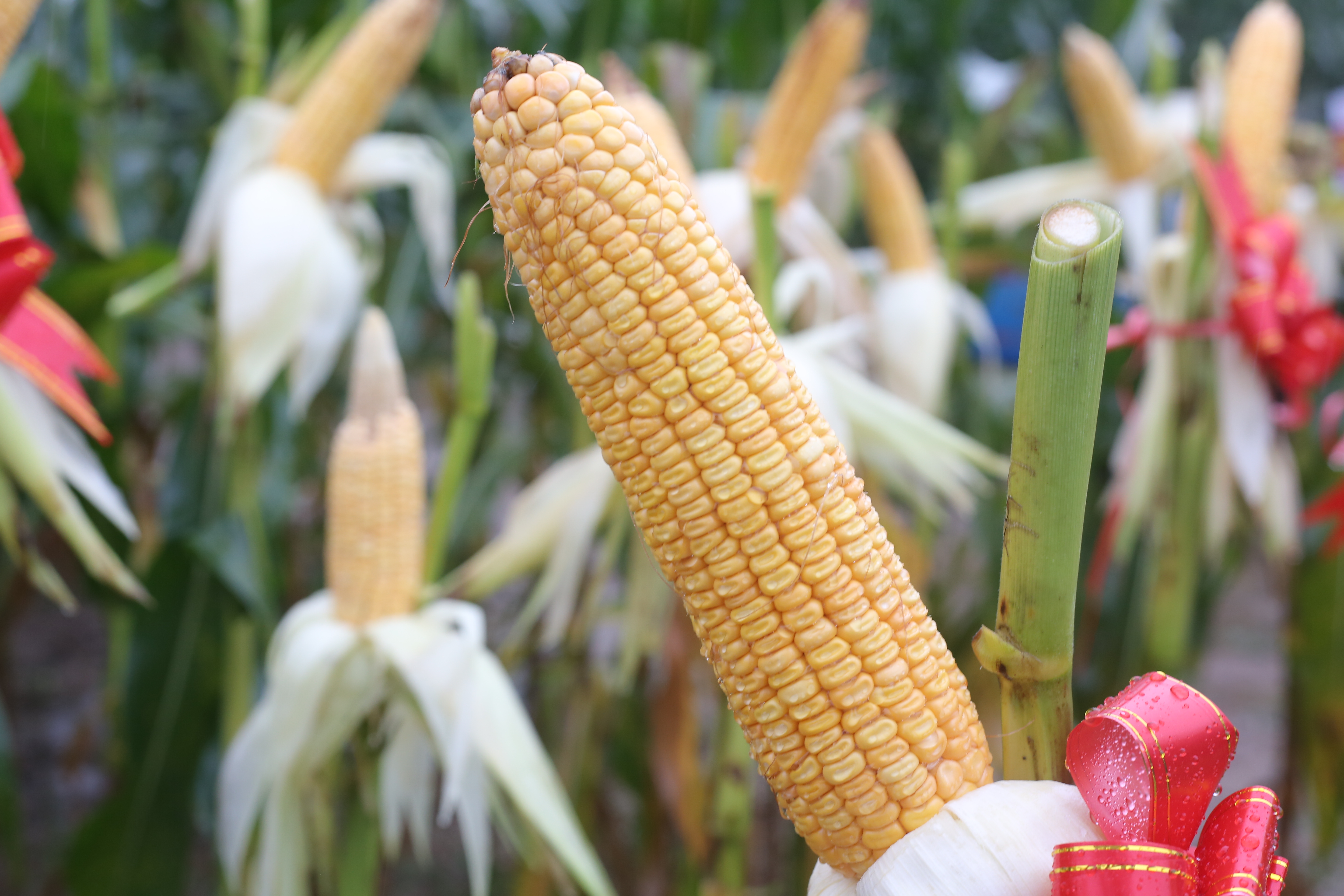 1727056209686476Pkib.jpg 1727056209686476Pkib.jpg